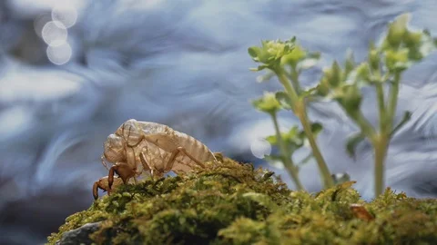 Cicada shell and river are sparkly on backlit in the summer Stock Footage 108069126