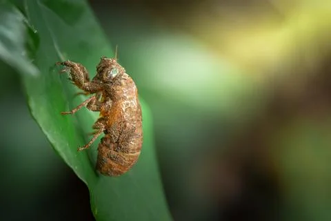 Cicada shell attached to green leaf Stock Photos
