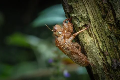 Cicada shell attached to trees Stock Photos