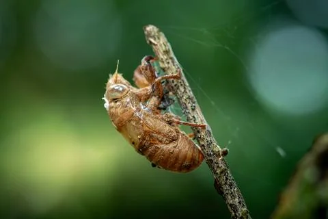 Cicada shell attached to trees Stock Photos