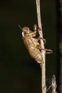 Cicada shell On the branches, cicadas molt on the bark. Stock Photos