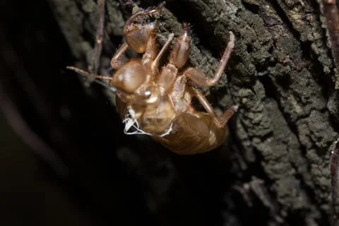 Cicada shell On the branches, cicadas molt on the bark. Stock Photos