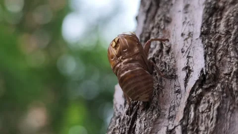Cicada Shell Clinging to Rough Tree Bark in Summer Nature 스톡 동영상 340469945