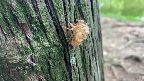 Cicada shell exoskeleton clinging to tree trunk bark macro close up nature view Stock Footage 327530578