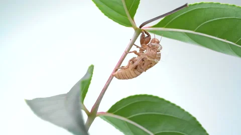 Cicada shell. Stock Footage 131489511