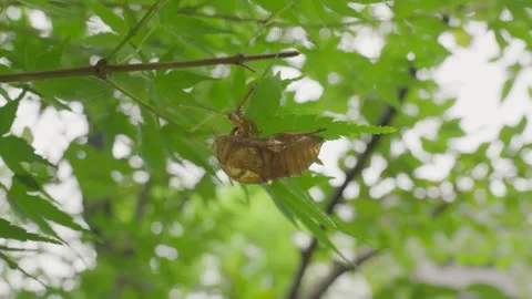 Cicada Shell Hanging on a Branch Stock Footage 315491102