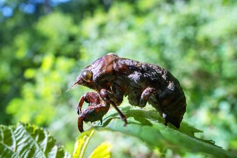 Cicada shell of the larva resembles a monster Fotos Stock