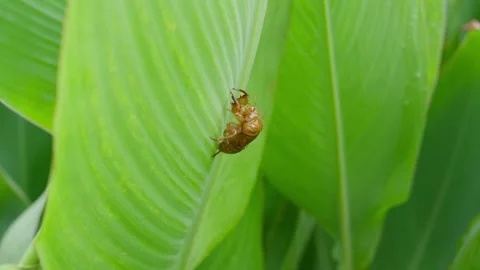 Cicada Shell on a Leaf Stock Footage 315491388