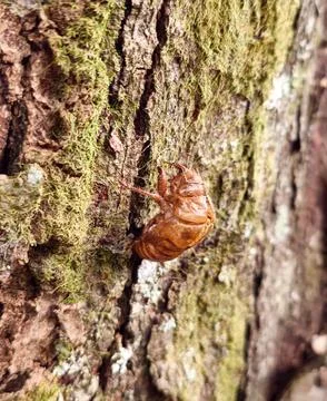 Cicada Shell on Mossy Tree Bark Photos