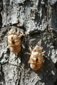 Cicada shell Stock Photos