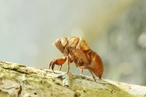 Cicada shell Stock Photos