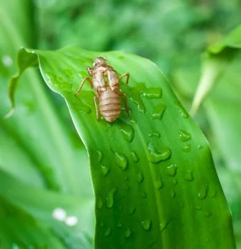 Cicada shell . Stock Photos