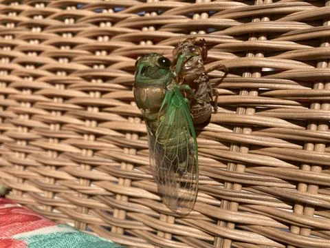 Cicada on Shell Stock Photos