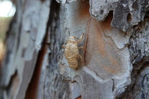 Cicada shell on pine tree in summer Stock Photos