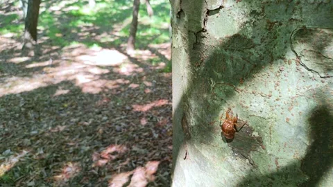 Cicada shell resting on a tree trunk, tohoku Japan Stock Footage 305963044