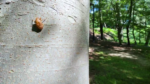 Cicada shell resting on a tree trunk, tohoku Japan Video stock 305963061