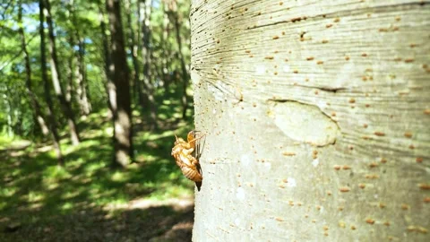 Cicada shell resting on a tree trunk, tohoku Japan Video stock 306502588