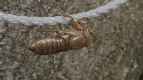 Cicada Shell on Rope Stock Footage 236741519