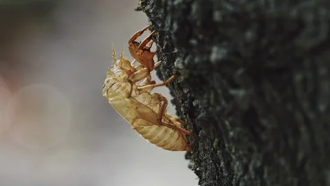 Cicada shell is sparkly on backlit in the summer Video stock 108056032