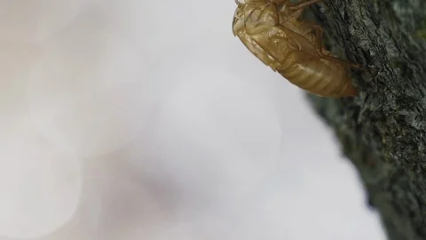 Cicada shell is sparkly on backlit in the summer Stock-Footage 108058024