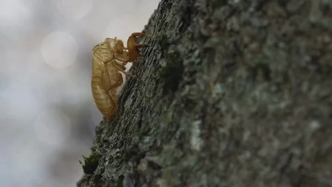 Cicada shell is sparkly on backlit in the summer Video stock 108060044