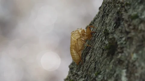 Cicada shell is sparkly on backlit in the summer Video stock 108060080