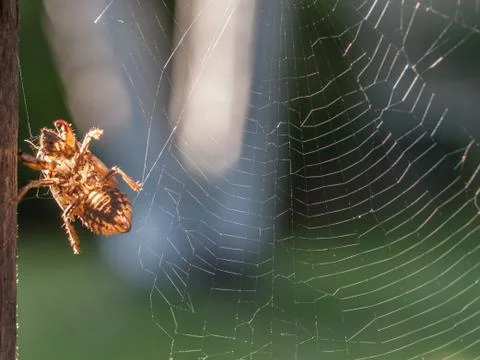 Cicada Shell on Spiderweb Stock Photos