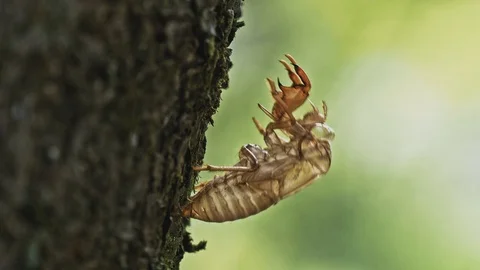 Cicada shell in the summer Video stock 108055942