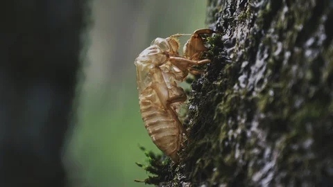 Cicada shell in the summer Stock Footage 108056384
