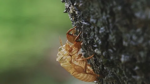 Cicada shell in the summer Video stock 108057369