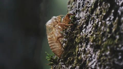 Cicada shell in the summer Video stock 108058464