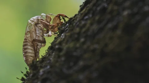 Cicada shell in the summer Video stock 108058497