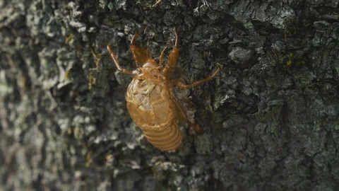 Cicada shell in the summer Video stock 108060274