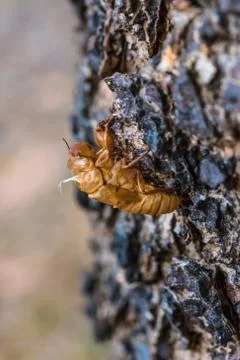 Cicada shell on the tree bark in the forest Stock Photos