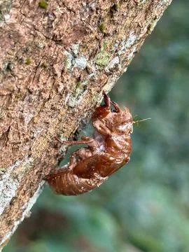 Cicada shell on tree bark Stock Photos