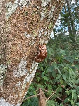 Cicada shell on tree bark Stock Photos