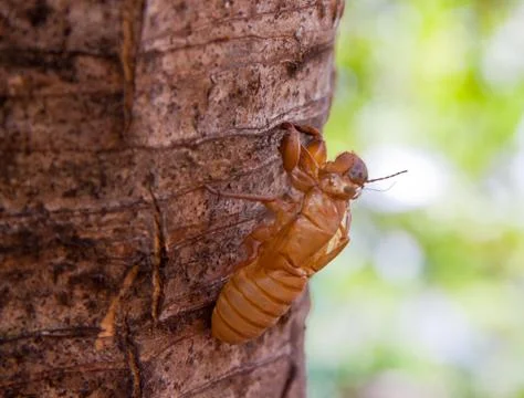 Cicada shell on tree Stock Photos