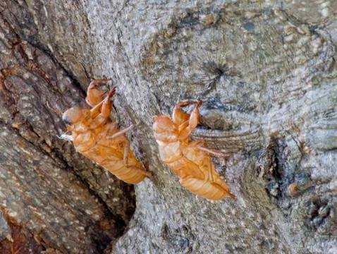 Cicada shell on tree Stock Photos