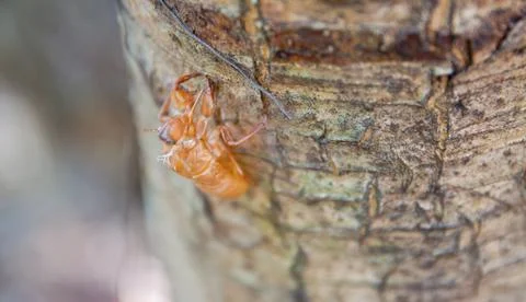 Cicada shell on tree Stock Photos