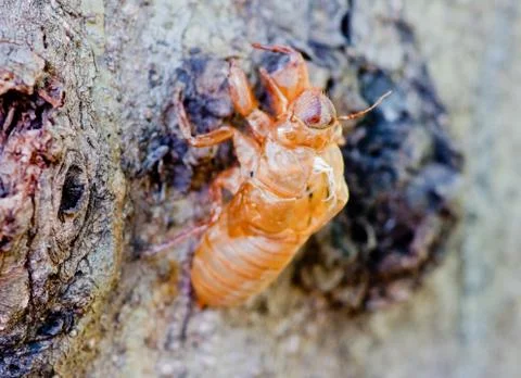 Cicada shell on tree Stock Photos