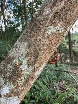 Cicada shell on a tree trunk in the forest Stock Photos