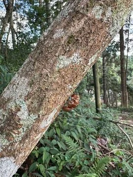 Cicada shell on tree trunk Stock Photos