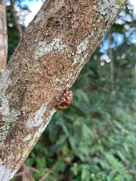 Cicada shell on tree trunk Stock Photos