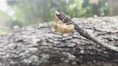 Cicada shell upside down nature Stock Footage 315782556
