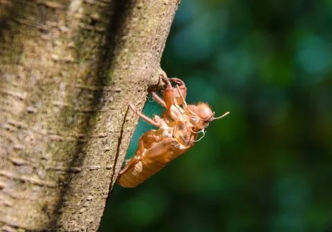 Cicada shell which leave on the tree Stock Photos