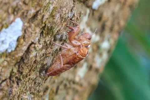 Cicada shell which leave on the tree Stock Photos