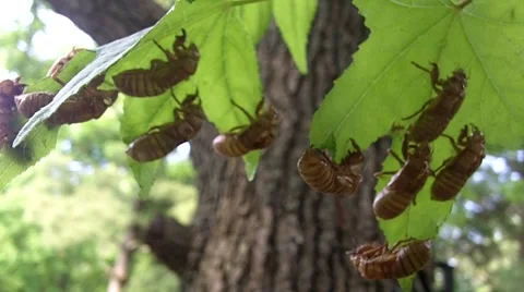 Cicada shells hanging on leaf Stock Footage 63785158