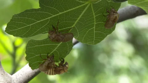 Cicada Shells on leaf Stock Footage 154280816