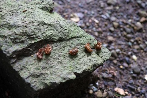 Cicada shells placed on stones. Stock-Fotos