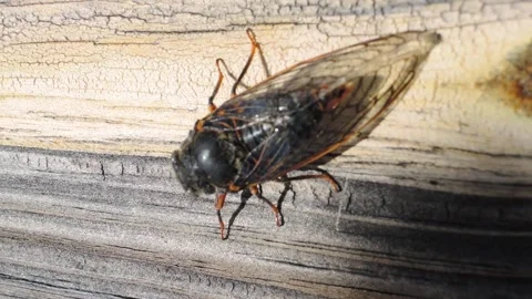 Cicada singing Stock Footage 168914006